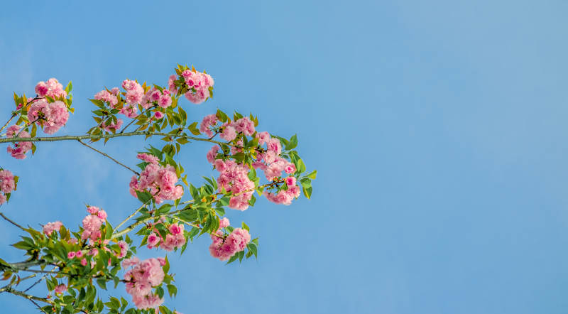 春日花开满枝头图片