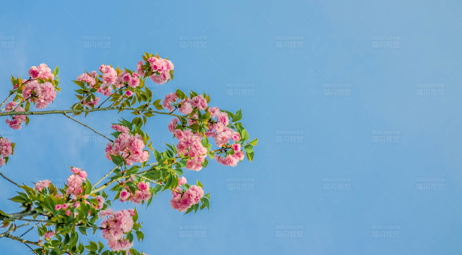 春日花开满枝头图片