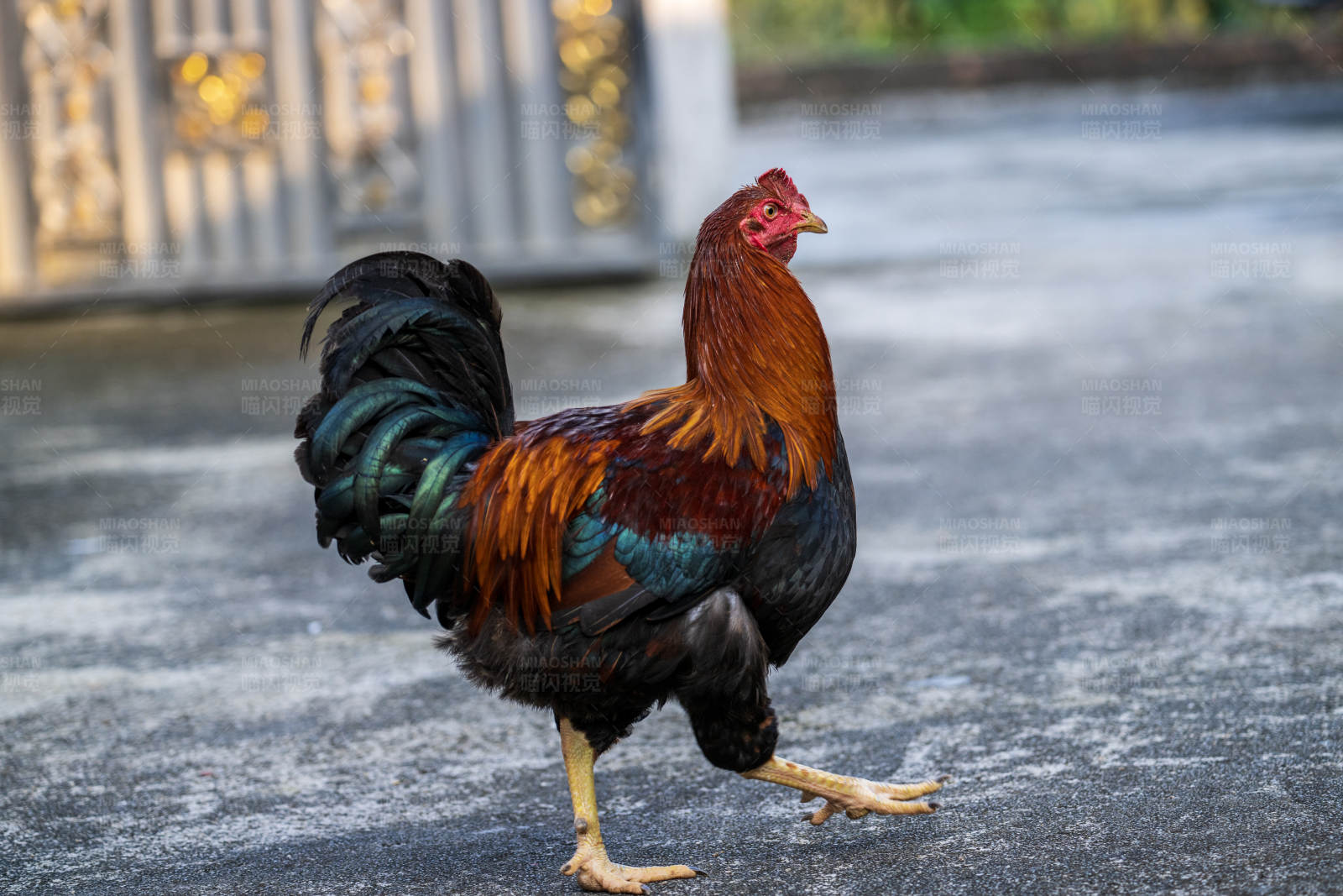 公鸡昂首挺立图片