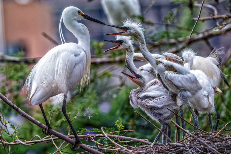 白鹭哺育幼鸟图片