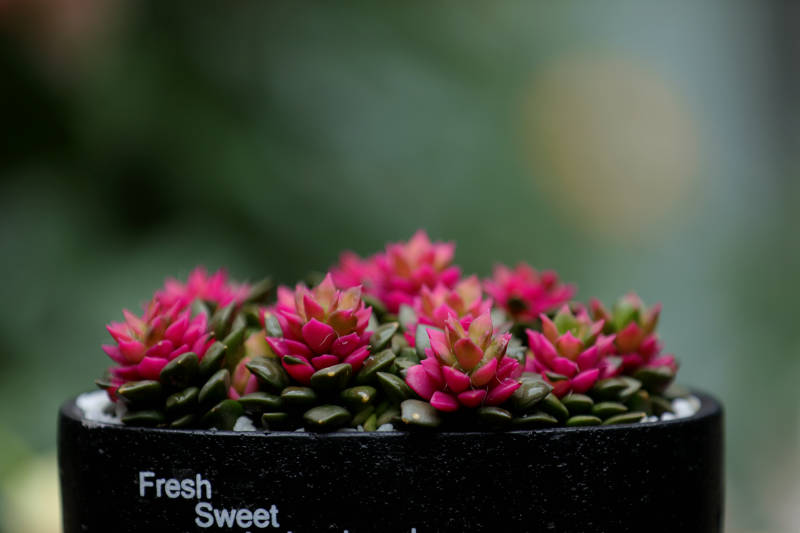 粉色多肉植物盆栽图片