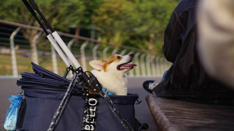 小狗的散步时光图片