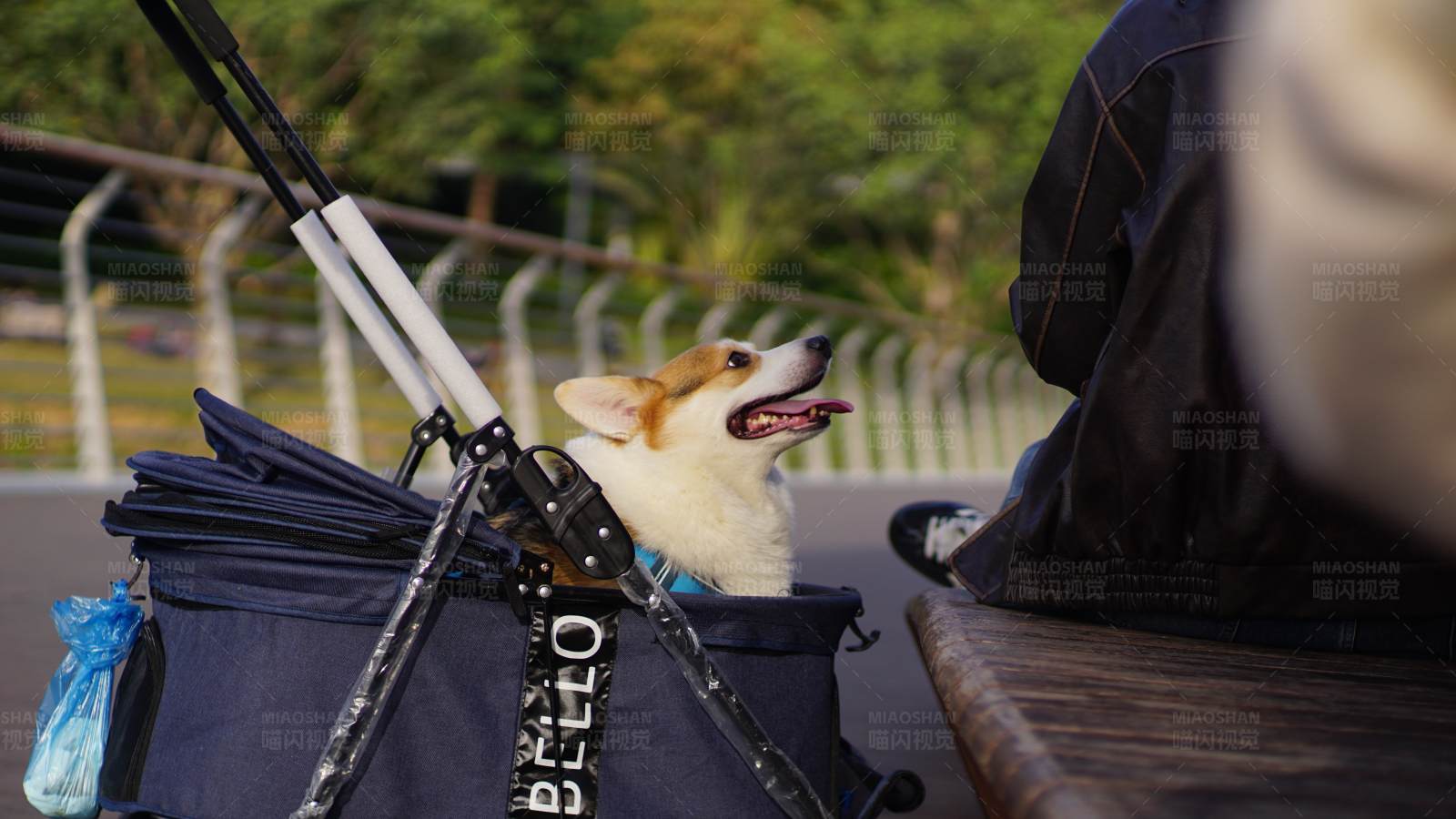 小狗的散步时光图片