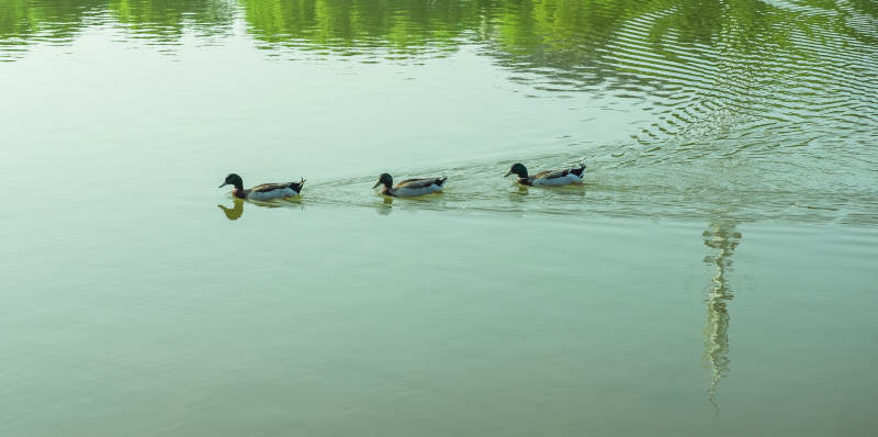 湖中游鸭图片