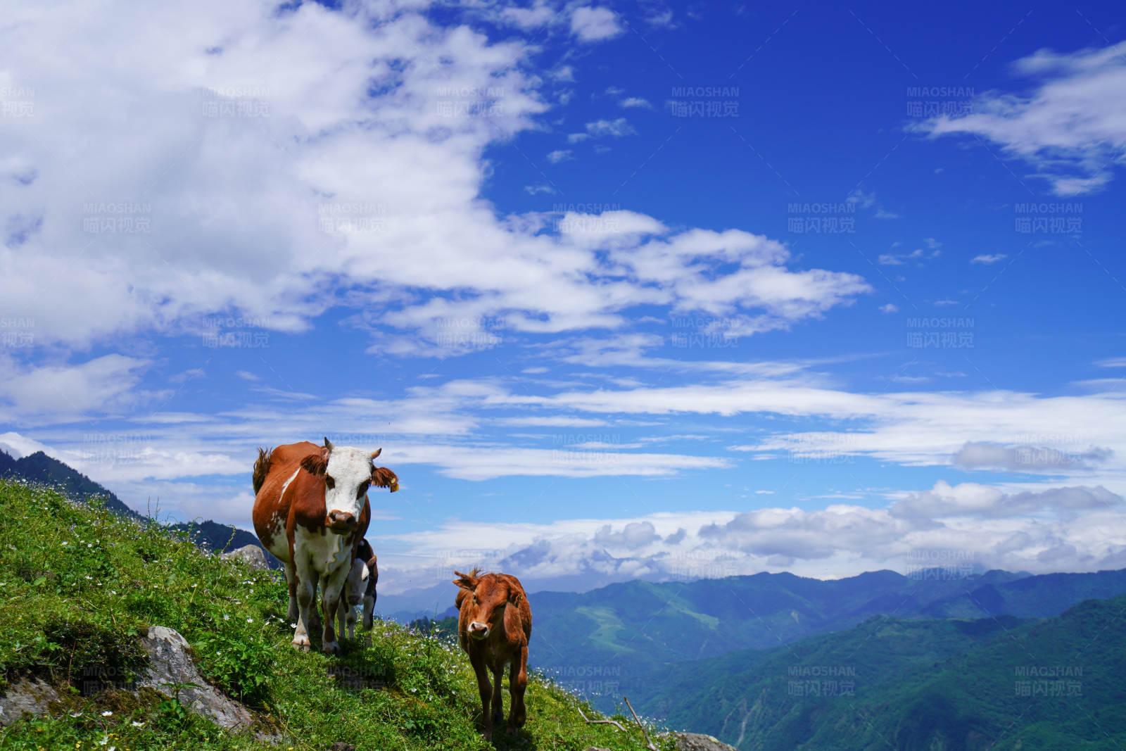 高山上的牛图片