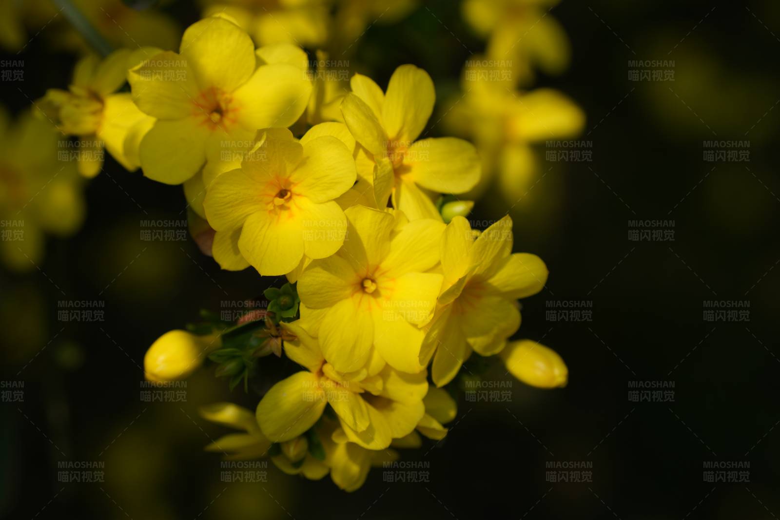 黄色花朵的特写图片