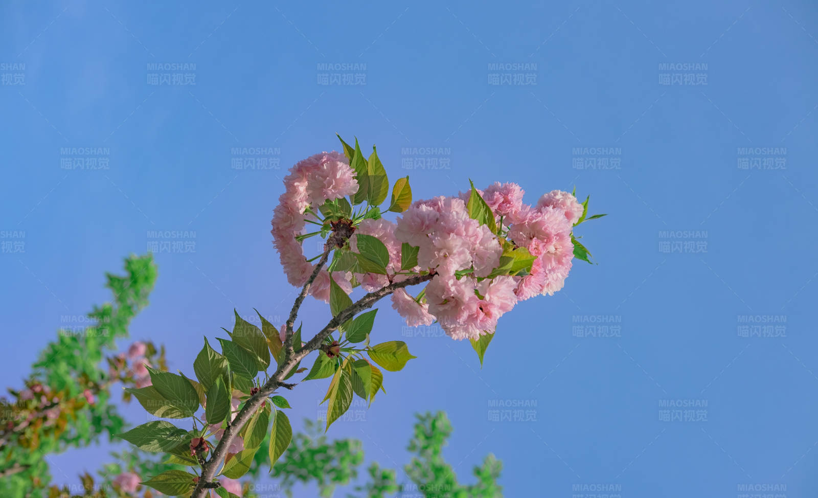 春日樱花绽放图片