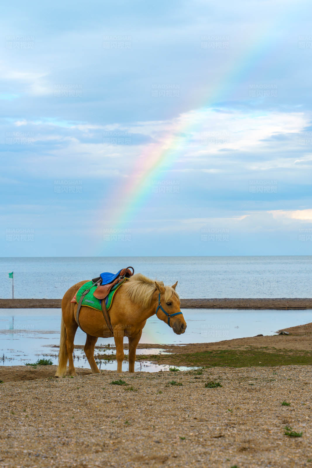 彩虹下的青海湖畔的马图片