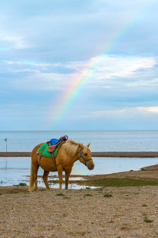 彩虹下的青海湖畔的马图片