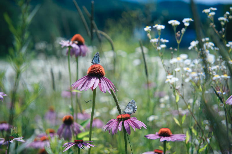 蝴蝶与松果菊图片