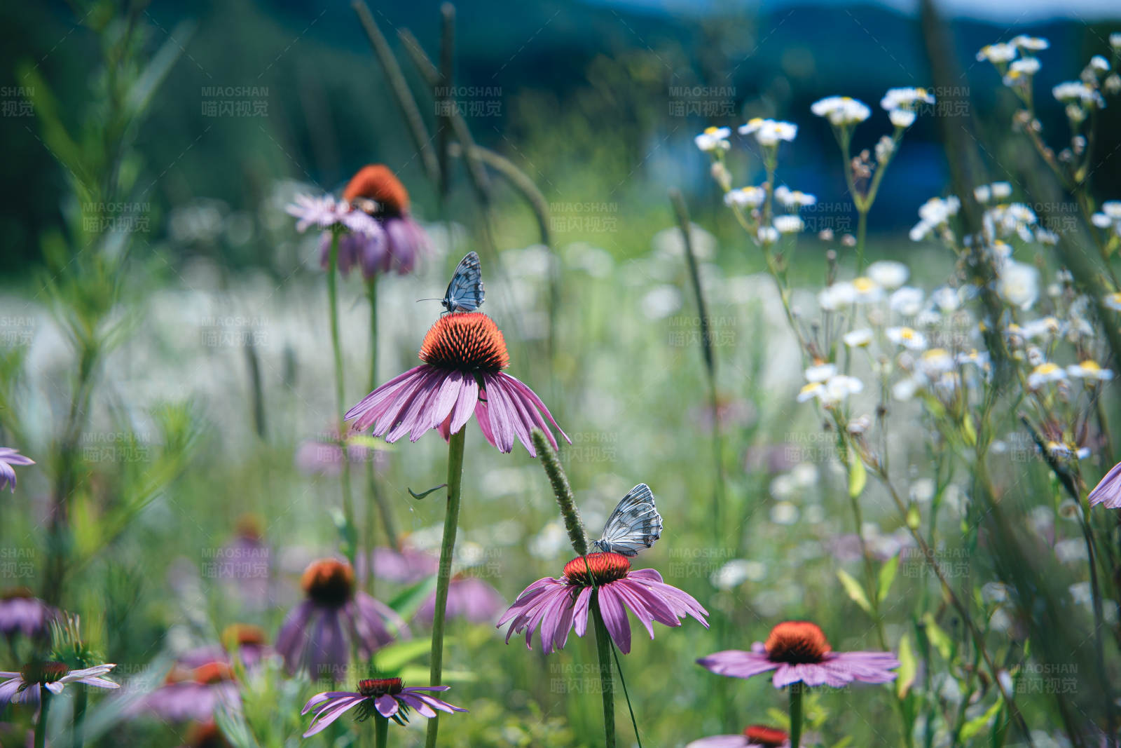 蝴蝶与松果菊图片