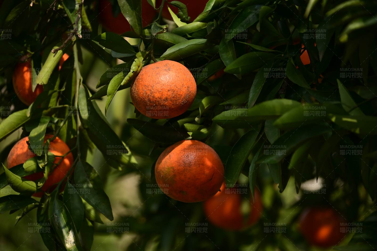 橙子挂在树上图片