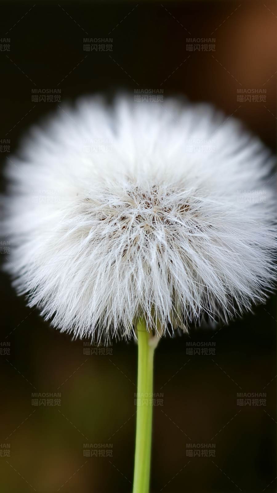 蒲公英的柔软世界图片