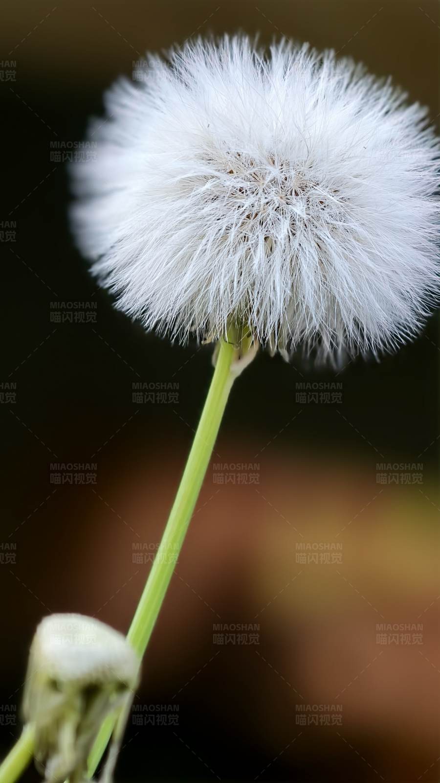 蒲公英的轻盈图片