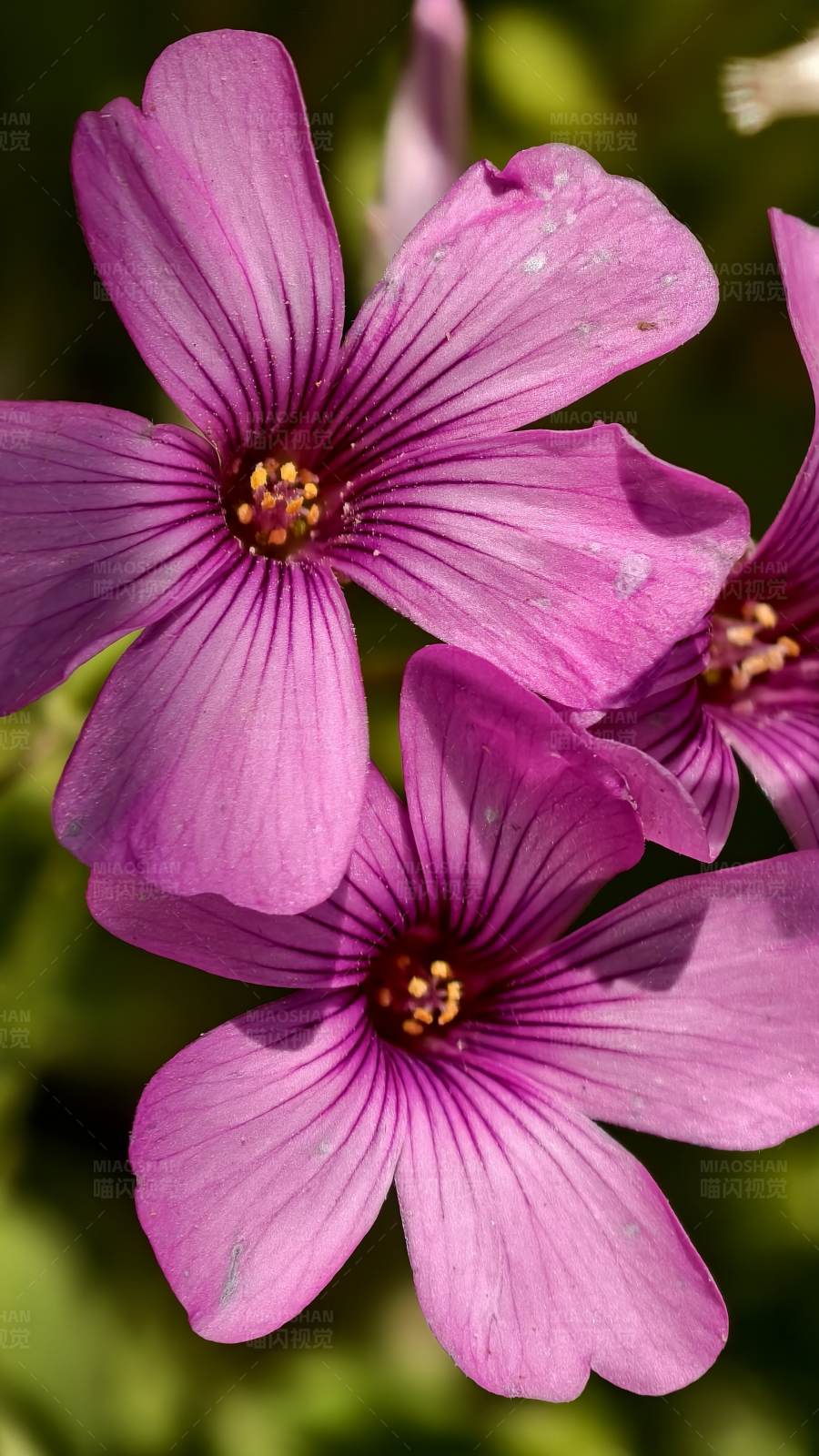 紫色花朵的特写图片