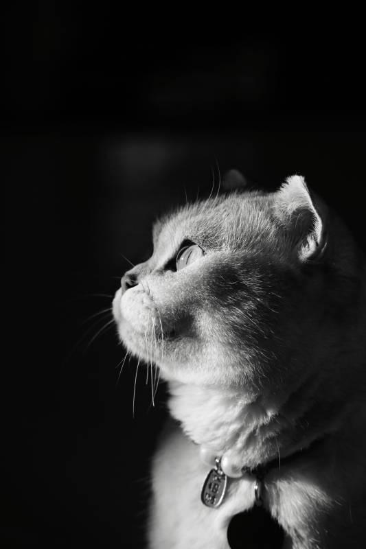 猫咪的黑白光影图片