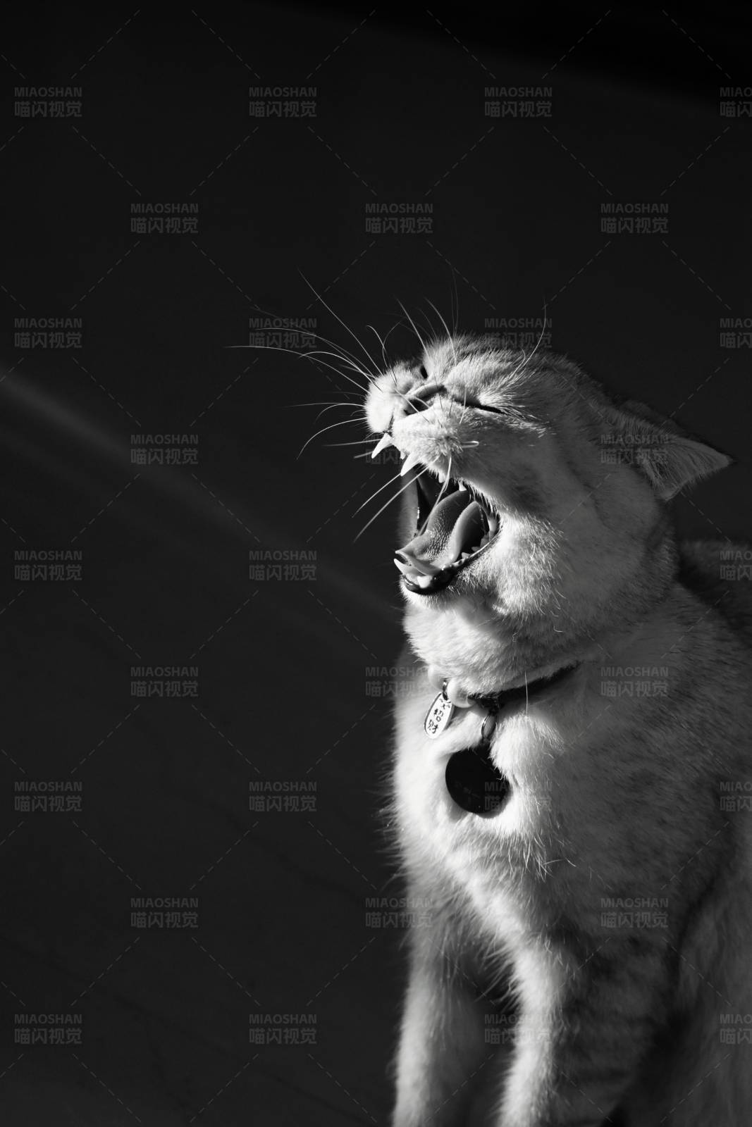 猫咪打哈欠图片