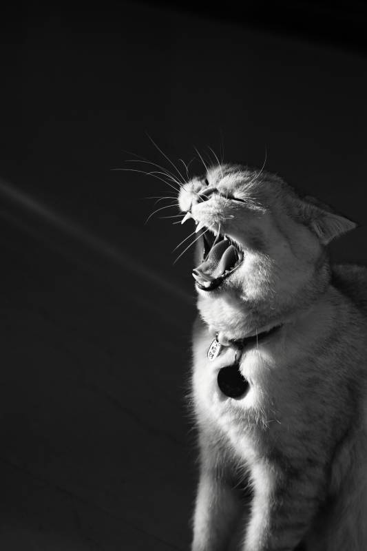 猫咪打哈欠图片