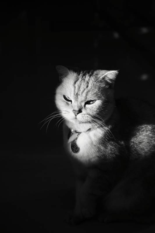 暗夜中的猫咪图片