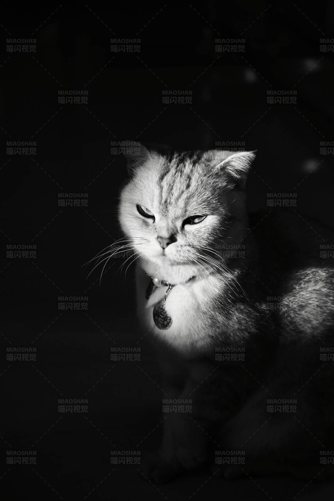 暗夜中的猫咪图片