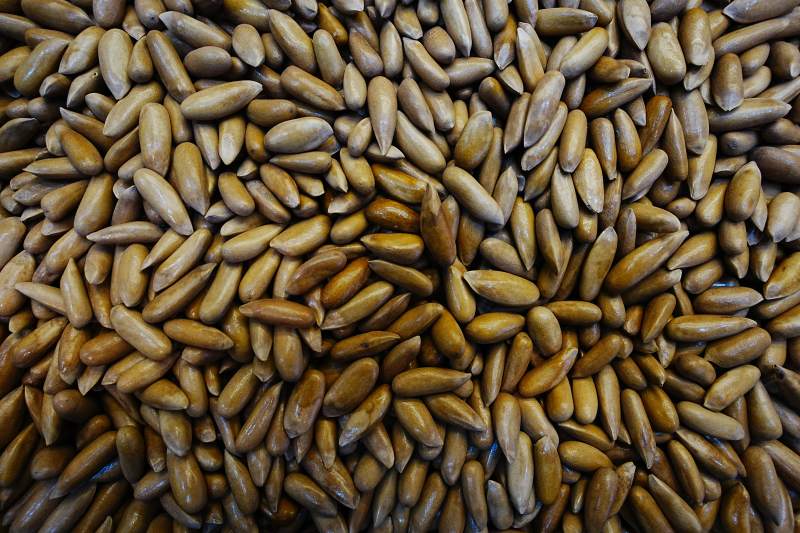 金黄松子堆图片