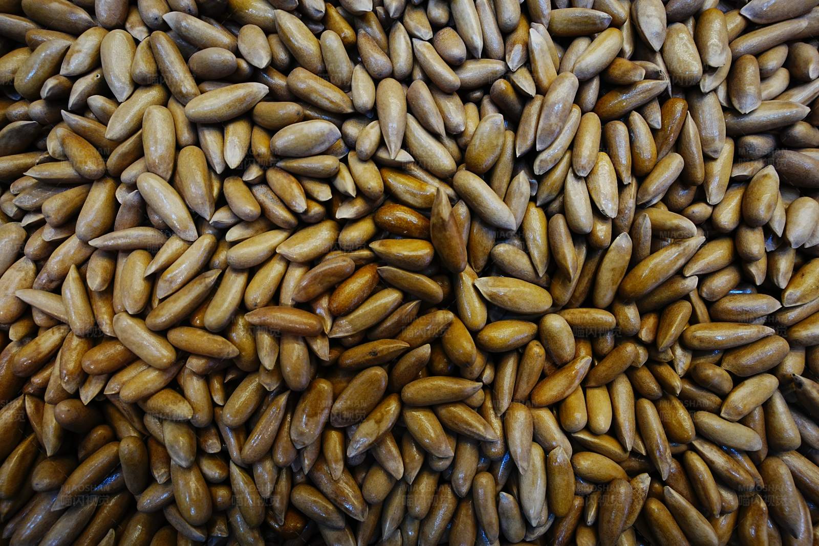 金黄松子堆图片