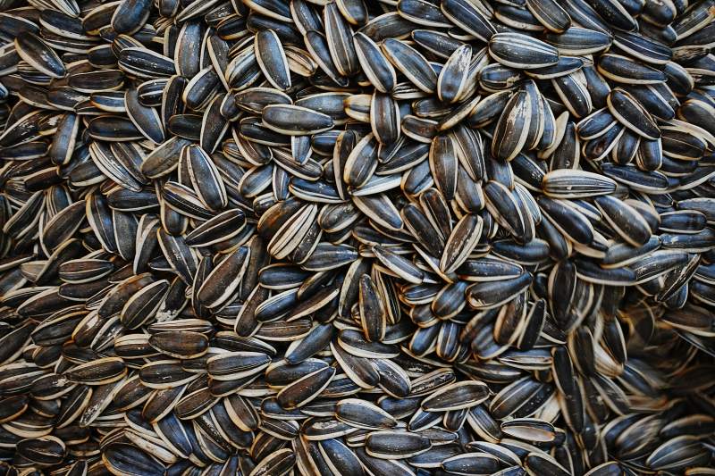 黑瓜子背景图片