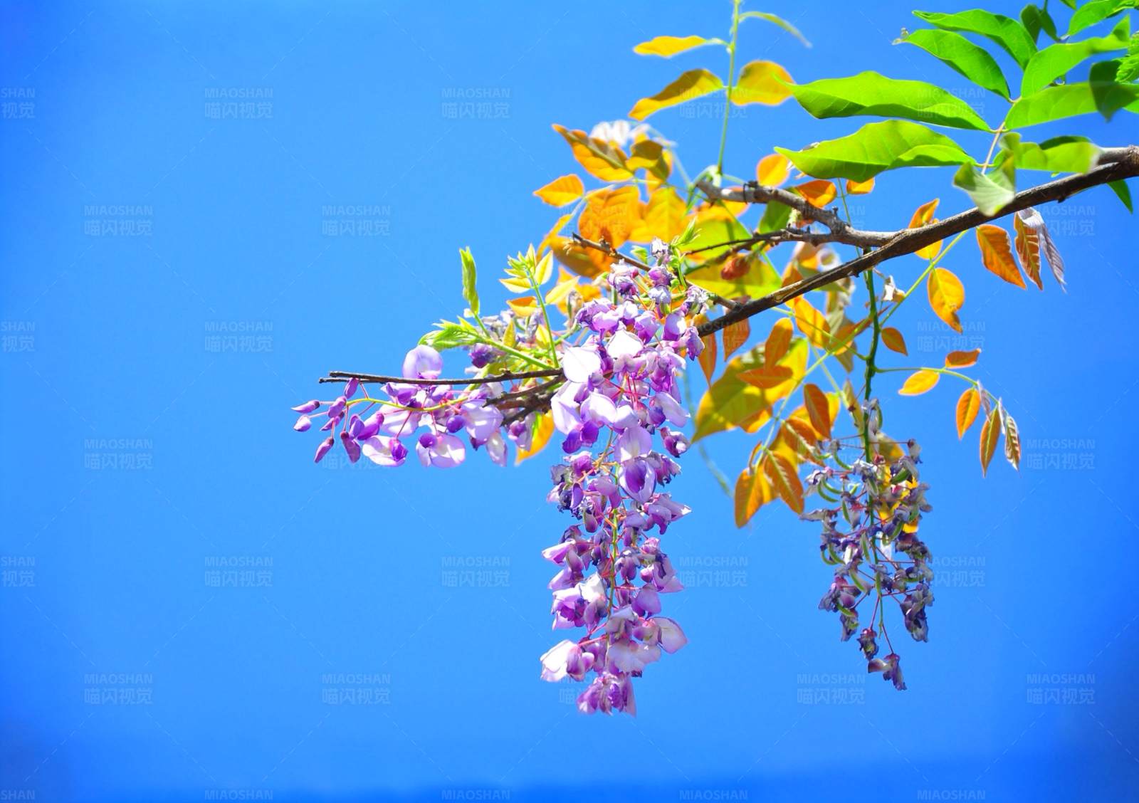 紫藤花开 春意盎然图片