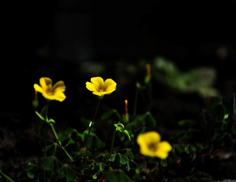 暗夜中的黄色小花图片