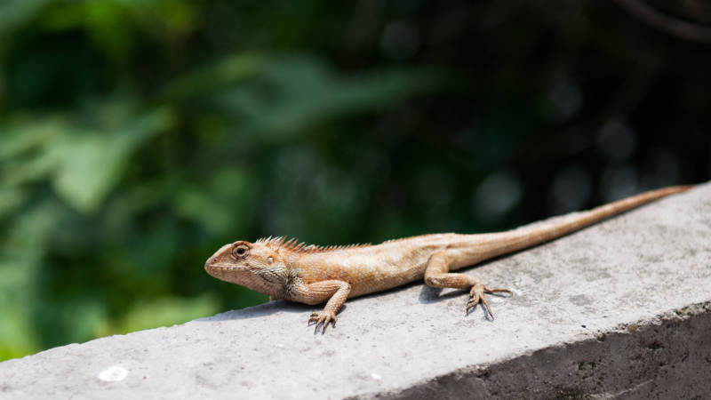墙上的蜥蜴图片
