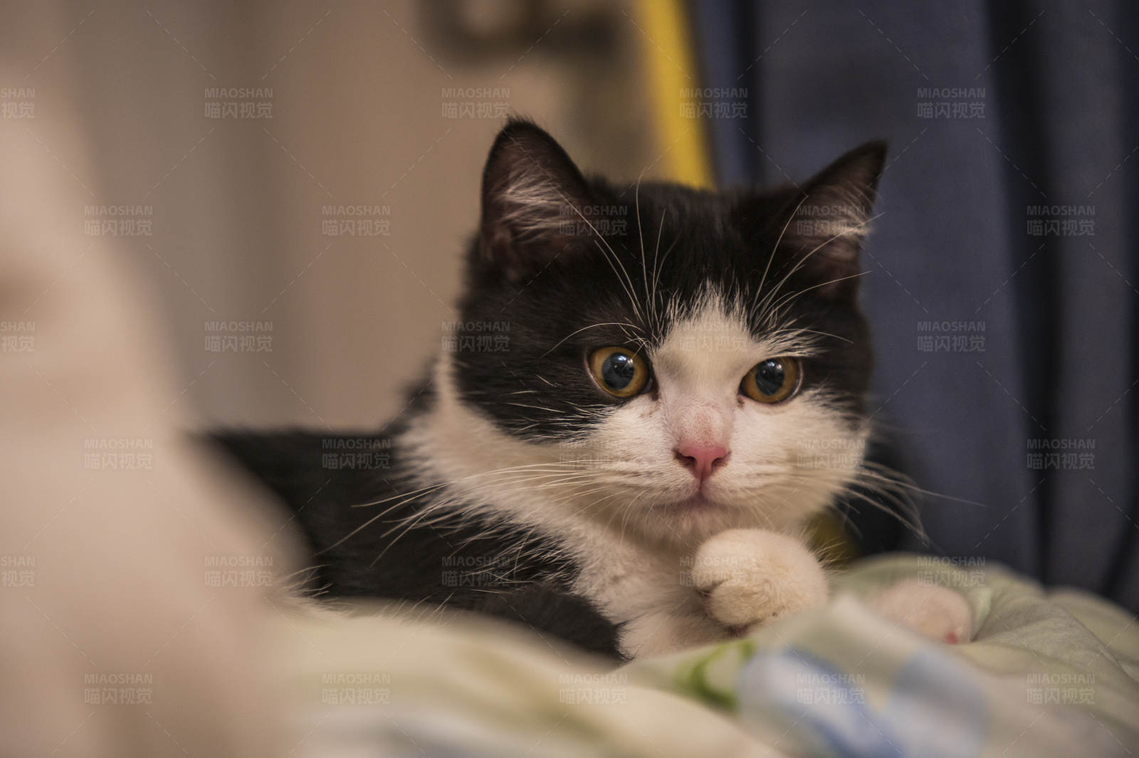 黑白猫咪的悠闲时光图片