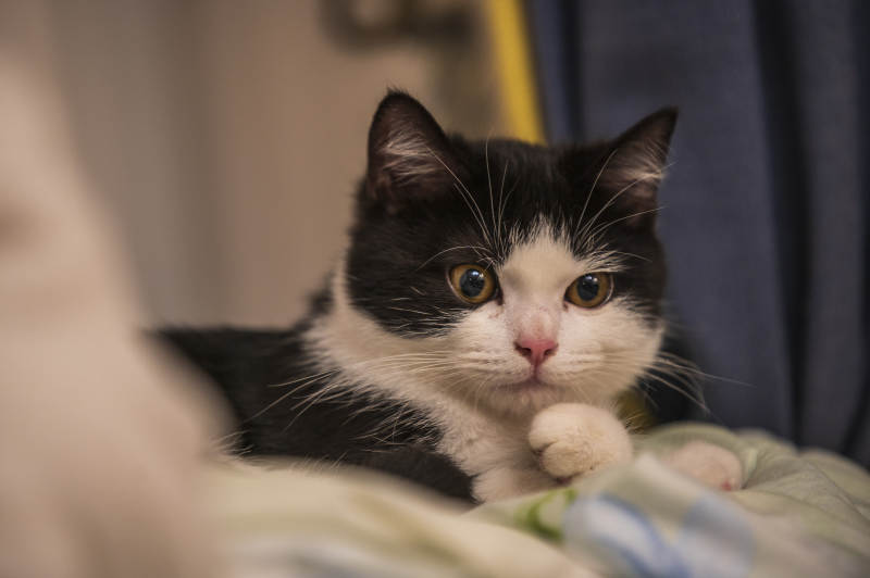 黑白猫咪的悠闲时光图片