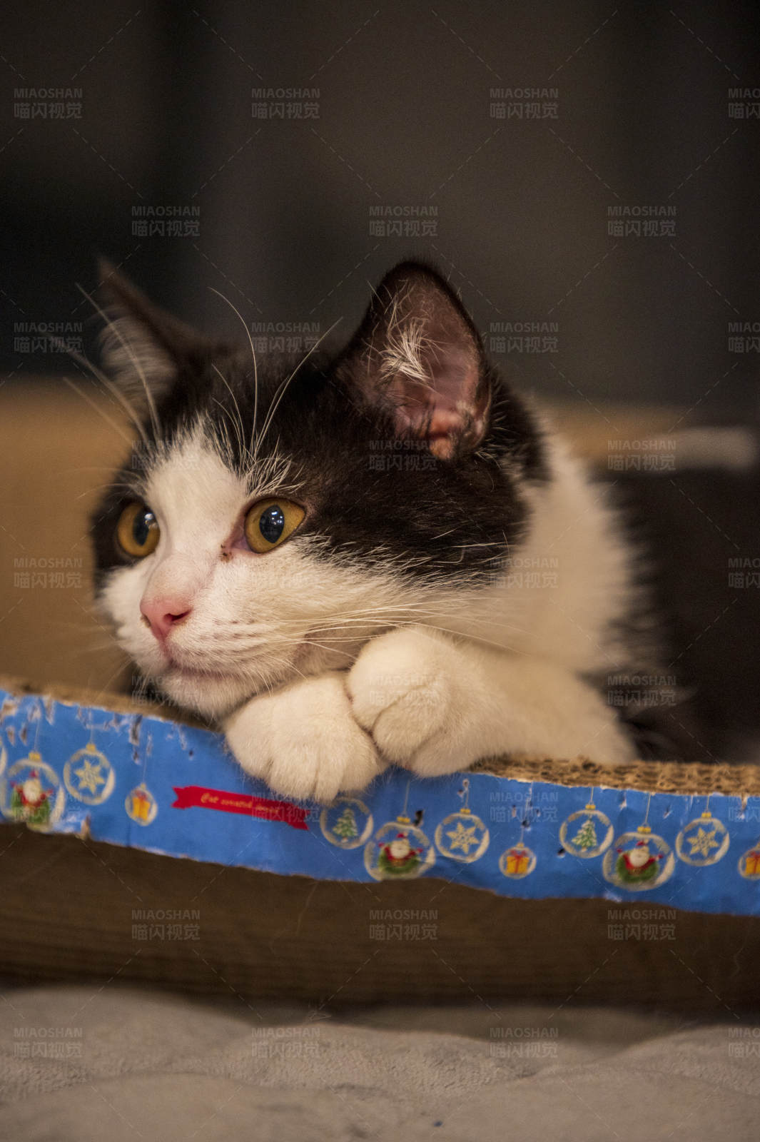 猫咪的圣诞时光图片