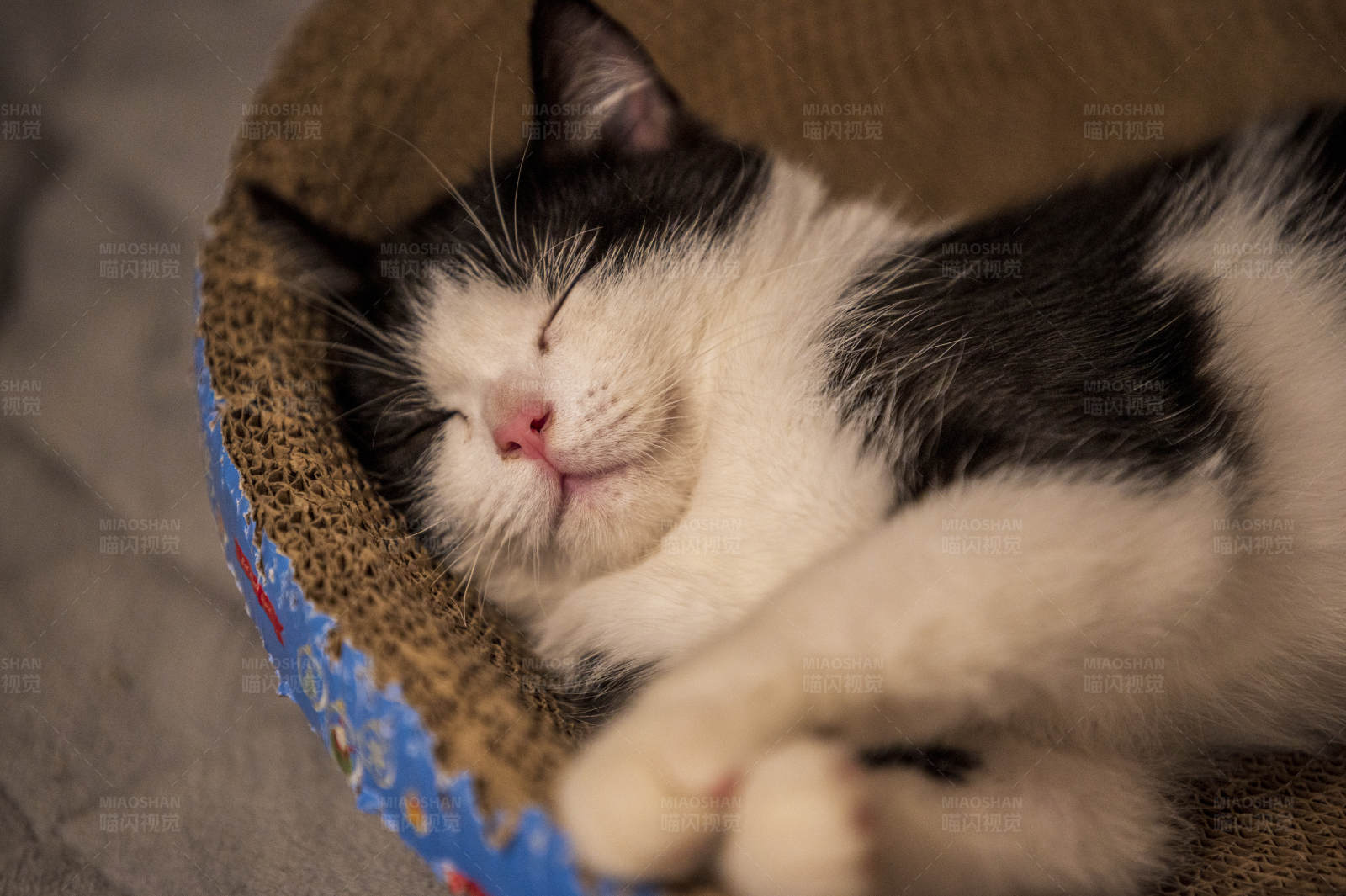 猫咪的甜蜜梦境图片