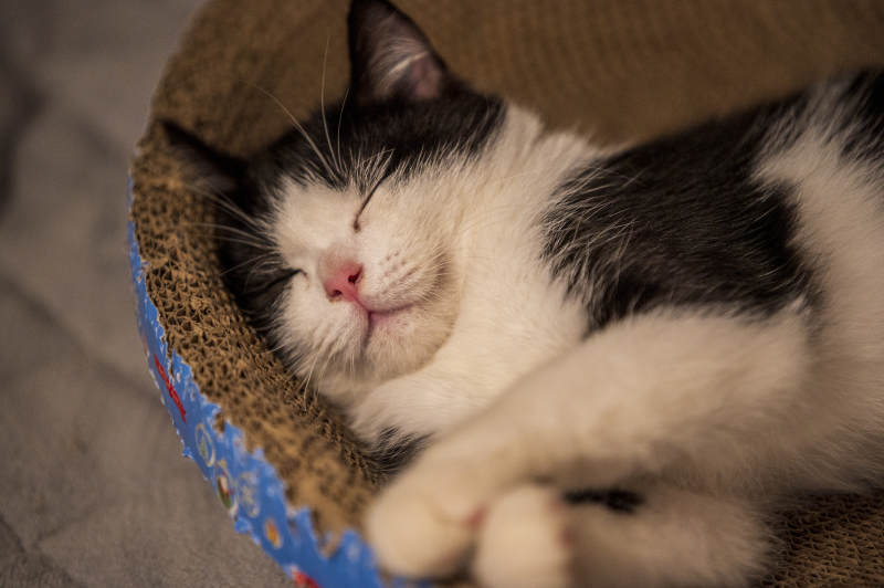 猫咪的甜蜜梦境图片