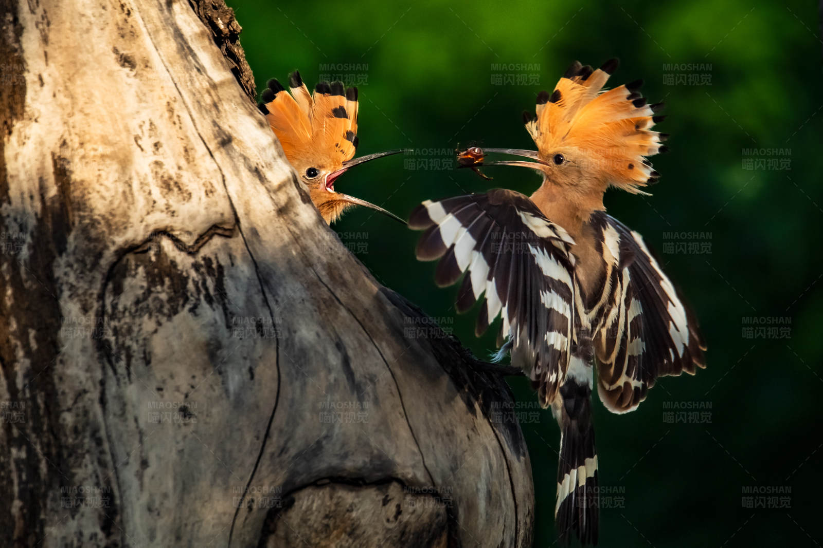 鸟儿的馈赠图片