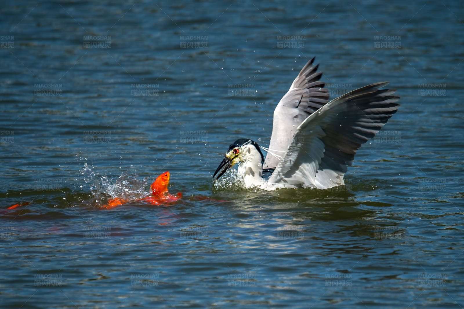 海鸥捕食瞬间图片