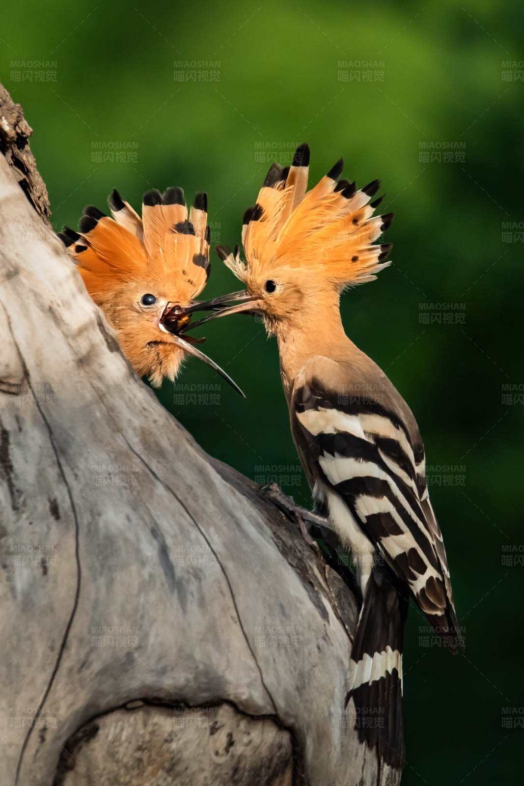 鸟儿的亲密互动图片