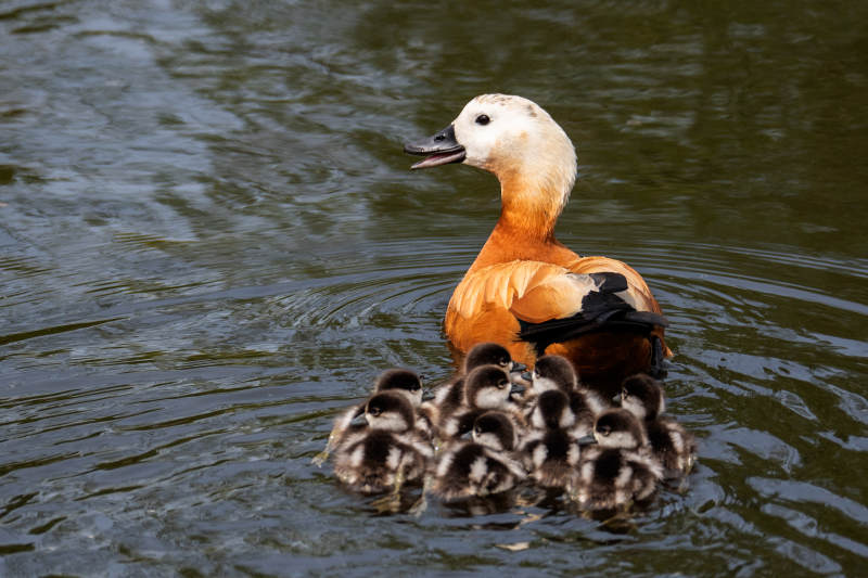 鸭妈妈带小鸭游泳图片