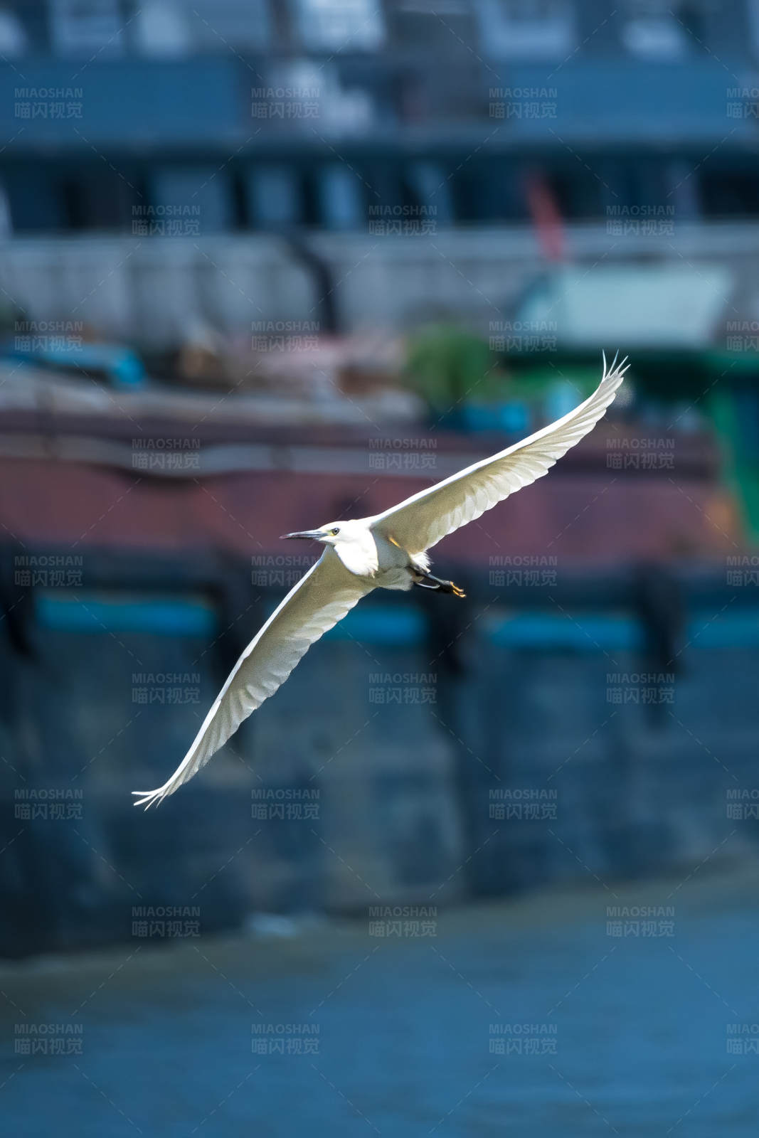 白鹭翱翔图片