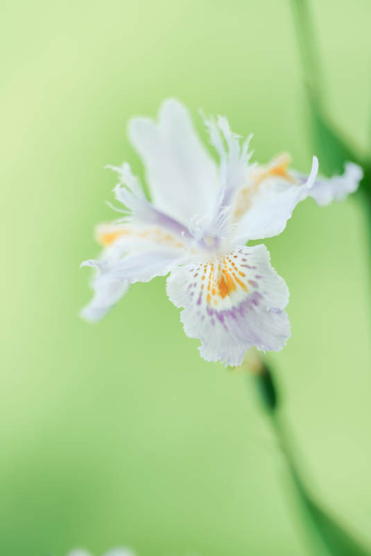 鸢尾花的美丽瞬间图片