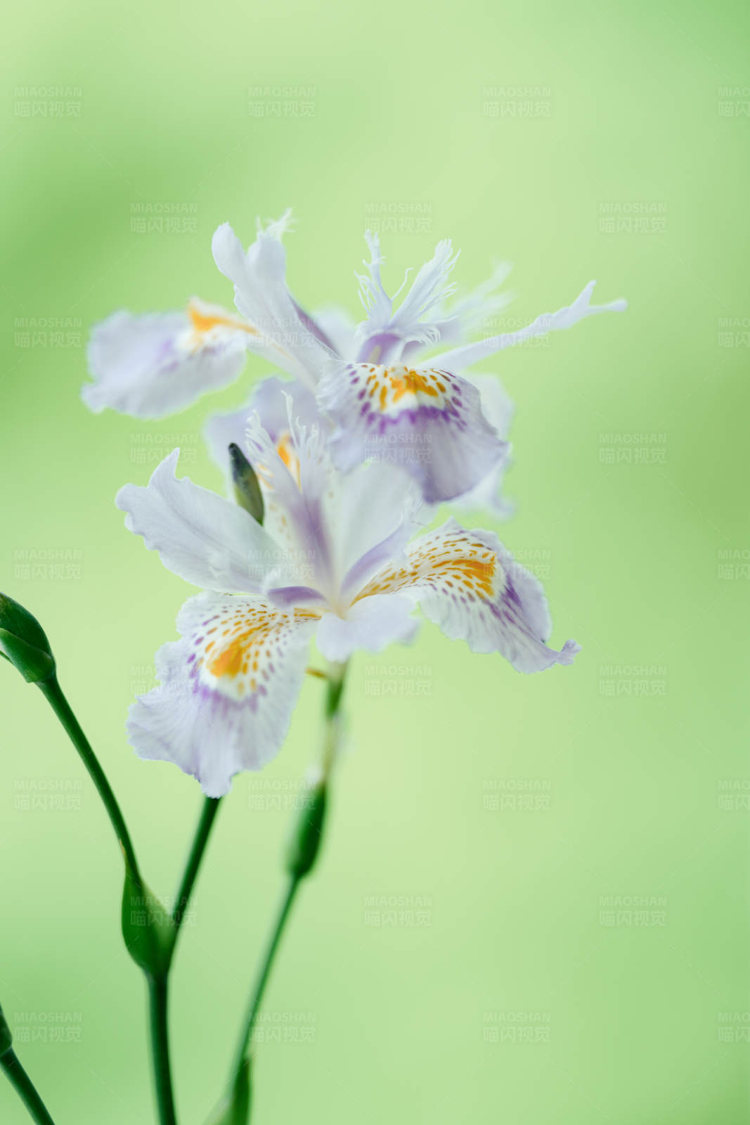 鸢尾花的美丽瞬间图片