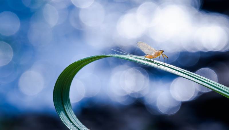 蜉蝣栖息于草叶尖端图片