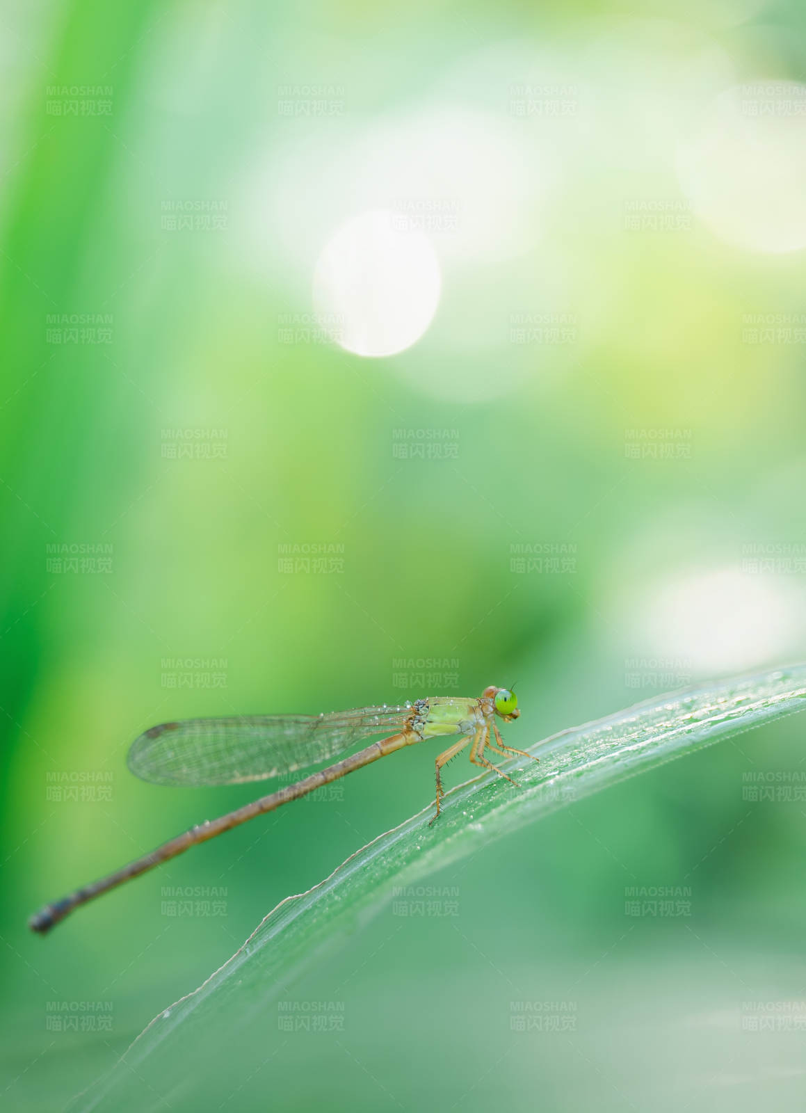 蜻蜓栖息于绿叶之上图片