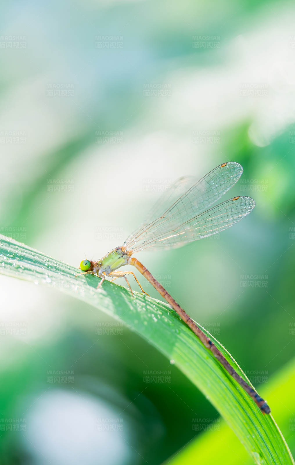 蜻蜓栖息在绿叶上图片