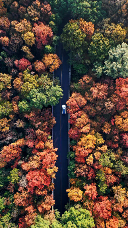 航拍一辆白色小车行驶在秋日森林的公路上图片