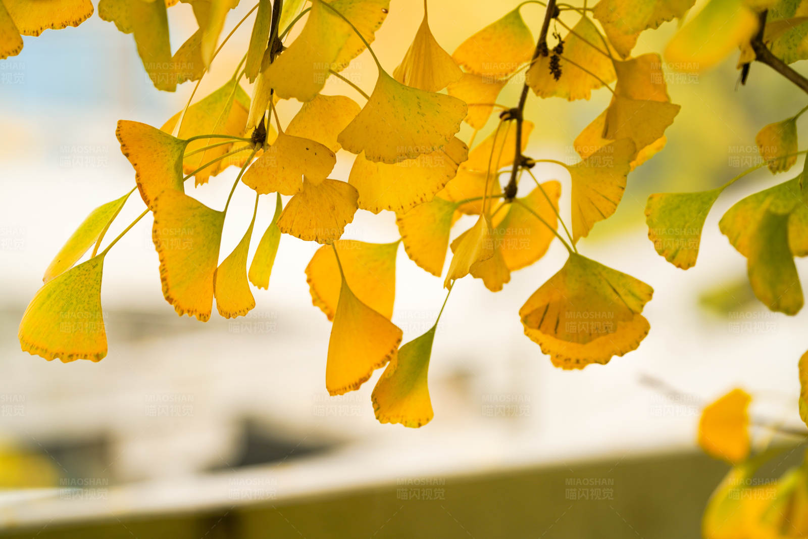 秋日银杏叶图片