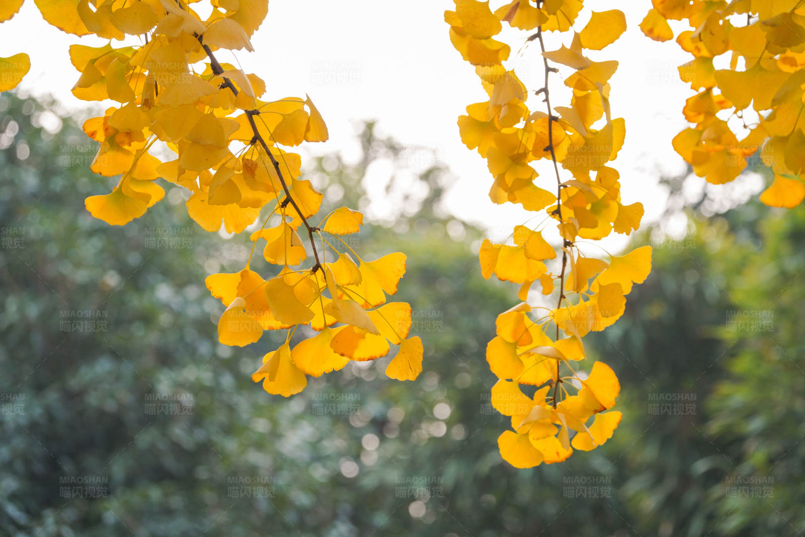 秋日银杏叶图片