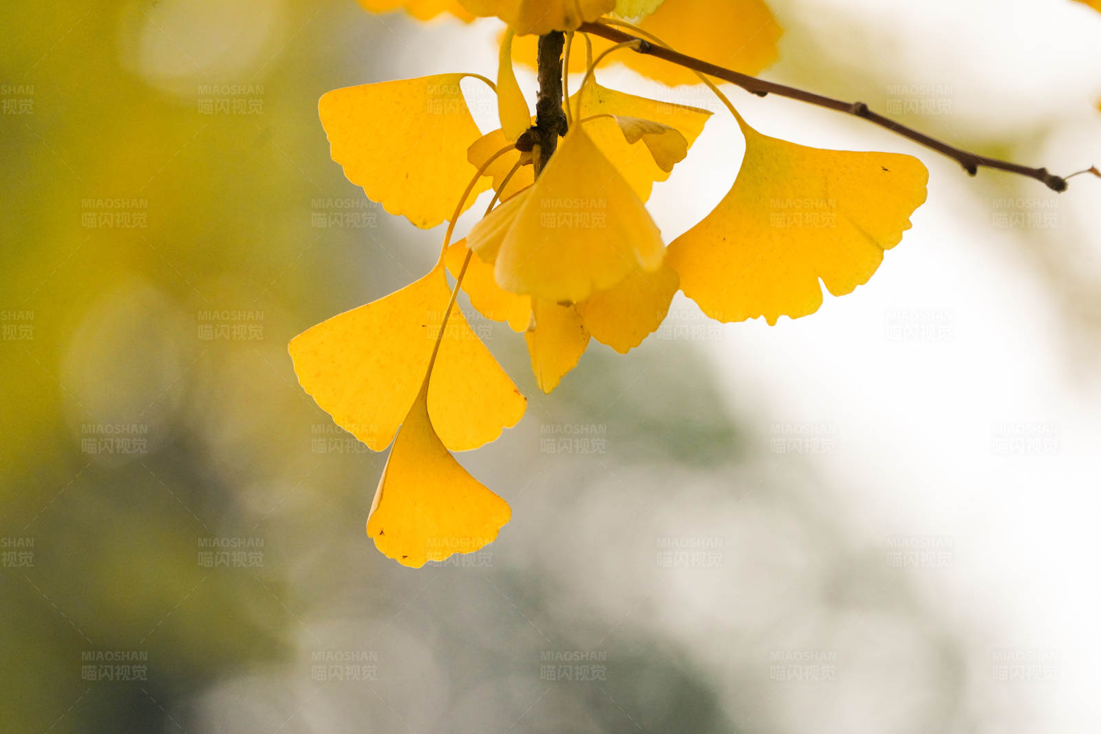 秋日银杏叶图片