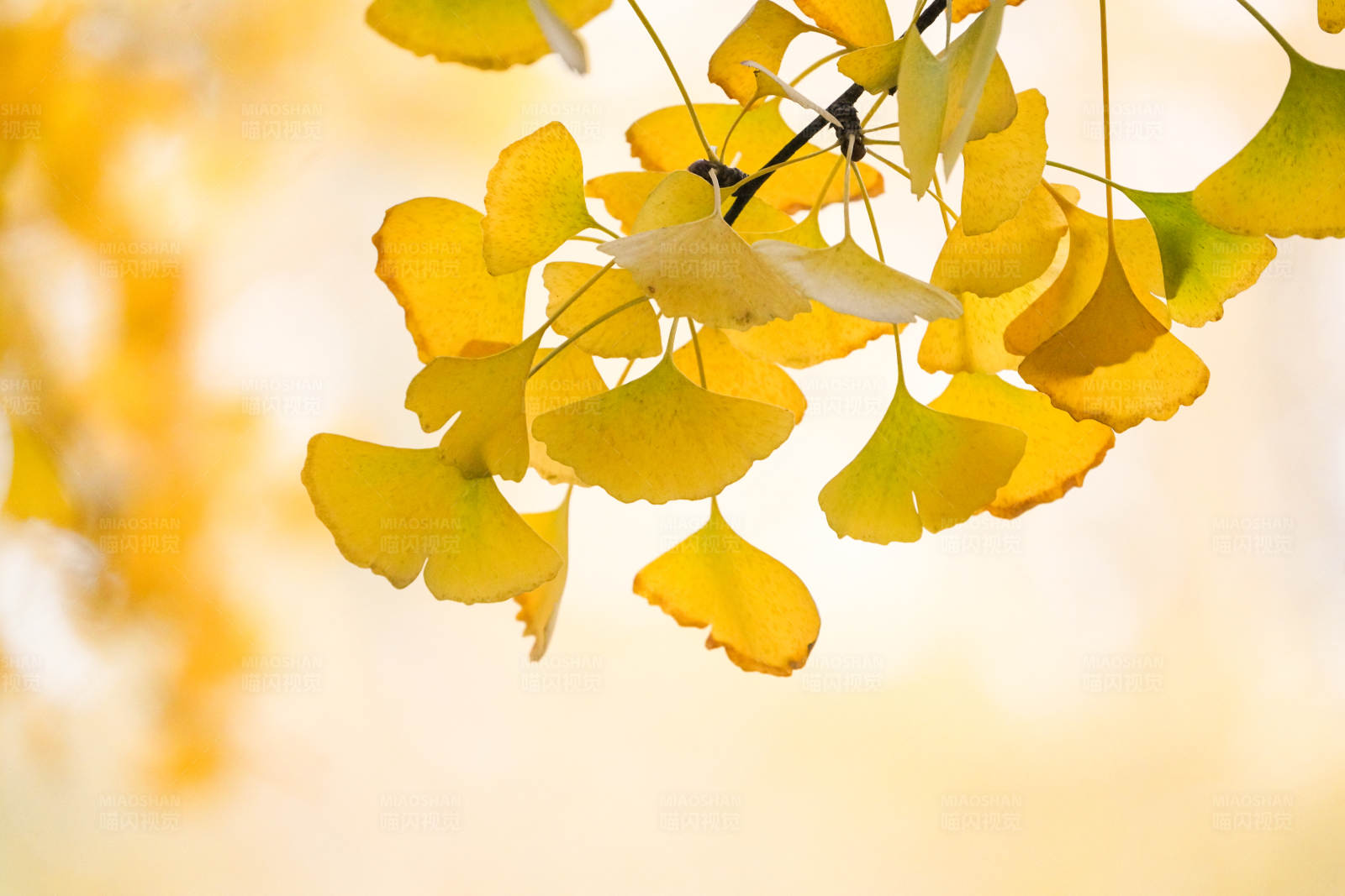 秋天的银杏叶图片